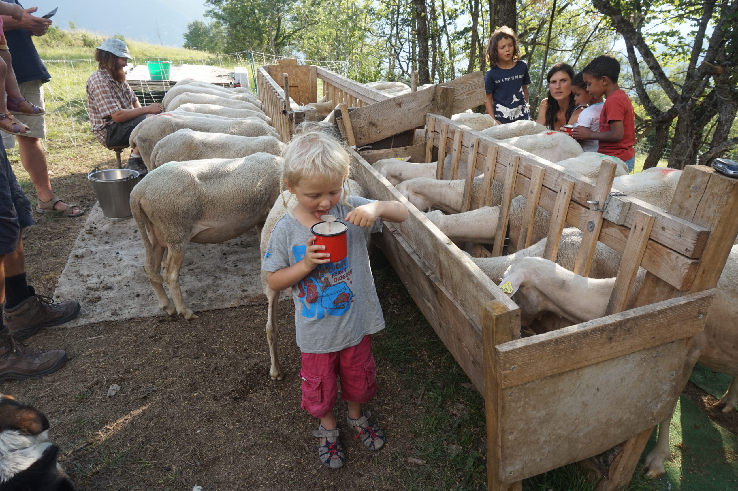 Les brebis au cornadis, entourées des enfants