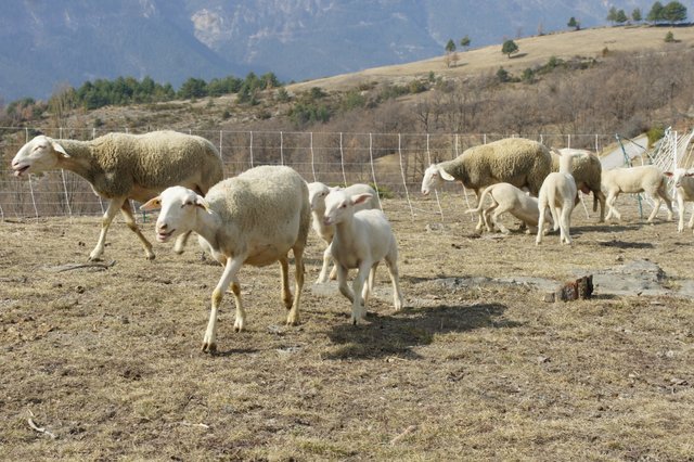 Brebis et agneaux dans le parc de pâturage