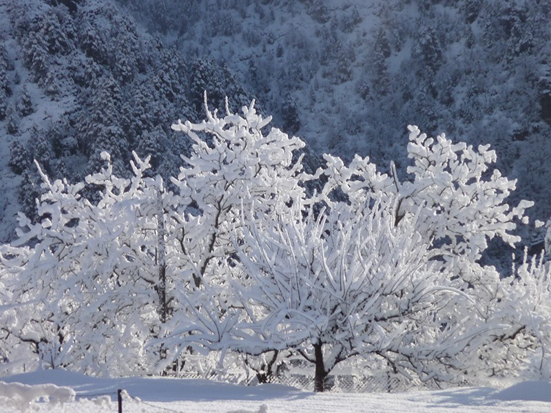 Arbres sous la neige, février 2009
