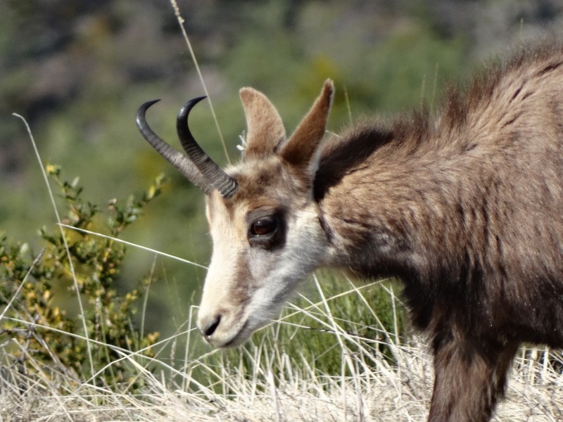 Chamois du Mercantour de profil