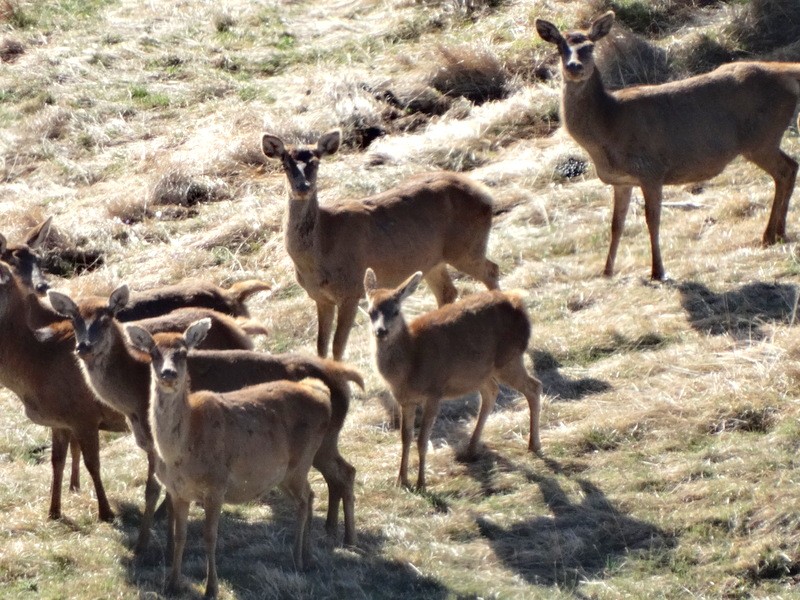 Harde de cerfs et de biches sur un versant herbeux