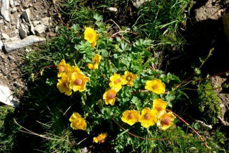 Fleurs jaunes de printemps dans les alpages