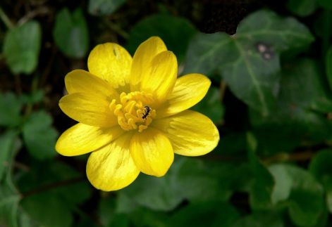 Boutons d'or dans les prairies de Châteauneuf d'Entraunes