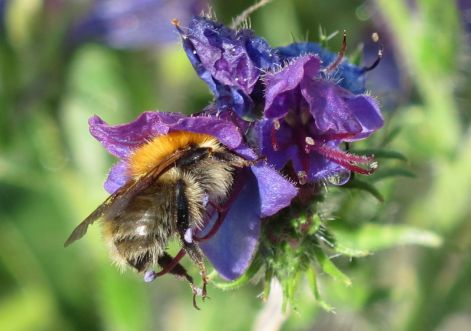 Bourdon butinant une vipérine en fleur