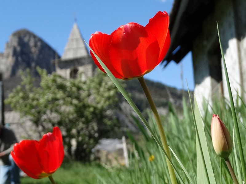 Tulipes rouges devant le clocher de l'église Saint-Nicolas