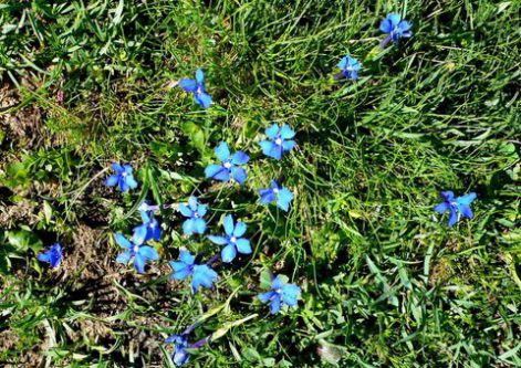 Flore alpine du Mercantour